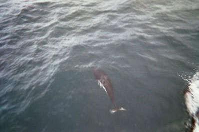 Porpoise