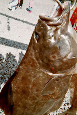 Two Eyes: The "green" side of the halibut - Both eyes on same side of fish