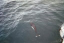 Porpoise